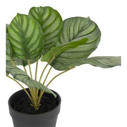 Coco Maison Calathea Orbifolia H45cm kunstplant